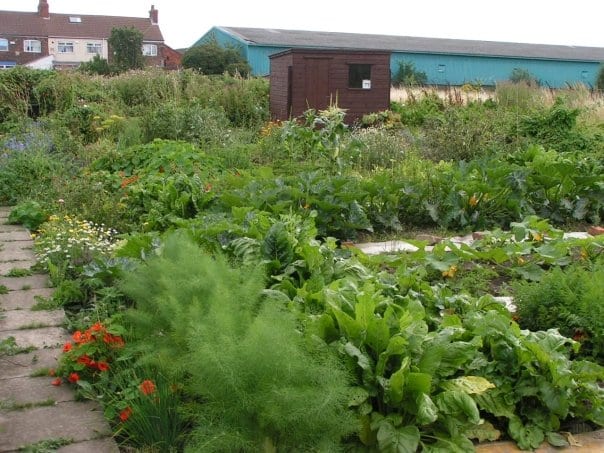Allotment looking east